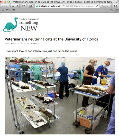 In realtà, l'immagine arriva da un articolo che parla della sterilizzazione dei gatti randagi in Florida. 