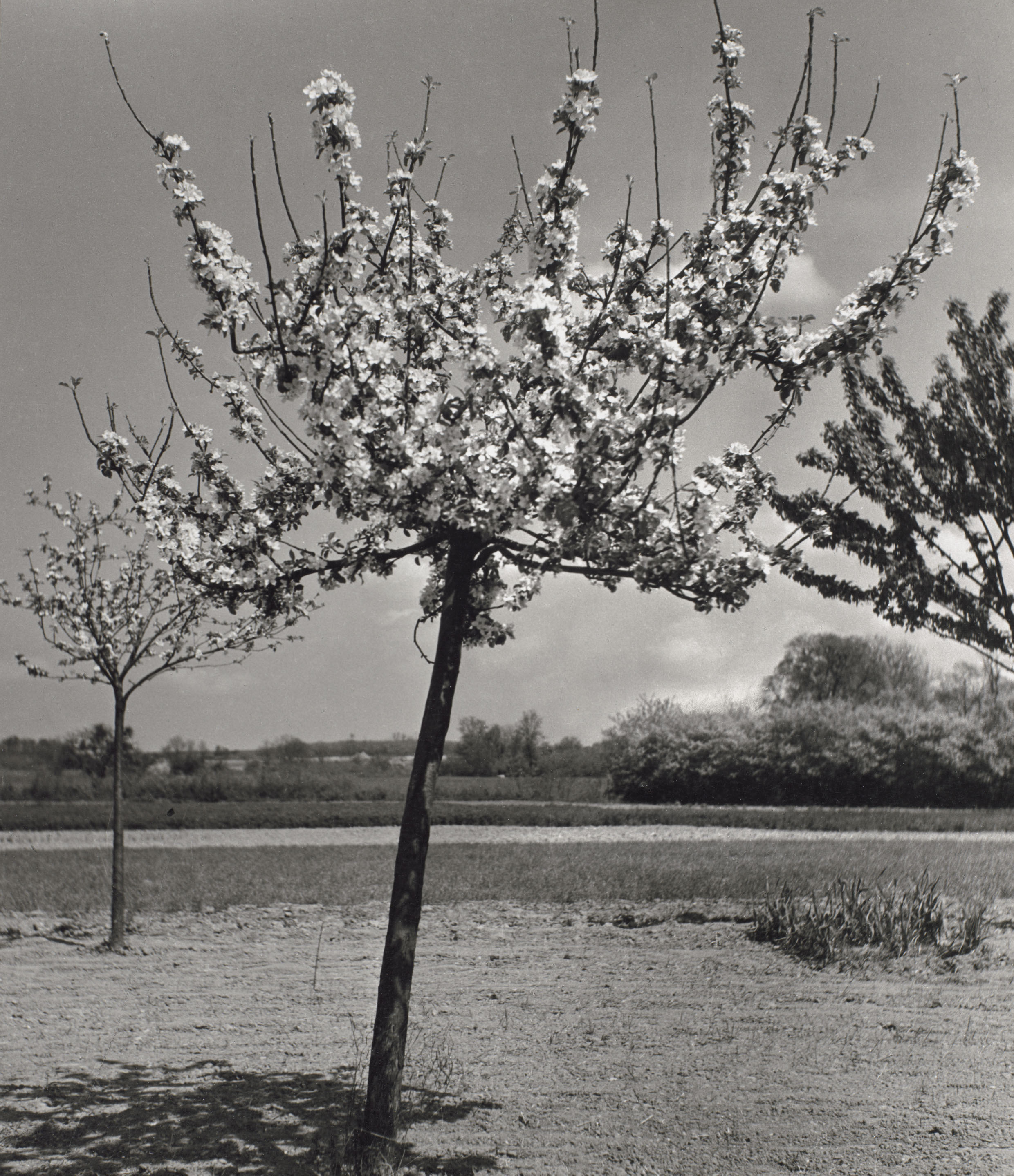 Little flowering trees, Arles, 1951 -1952
Emmy Andriesse (1914-1953)?Gelatin silver print, 39.7 x 33.7 cm, Van Gogh Museum, Amsterdam, inv. p749M. © Leiden University Library/Joost Elffers
