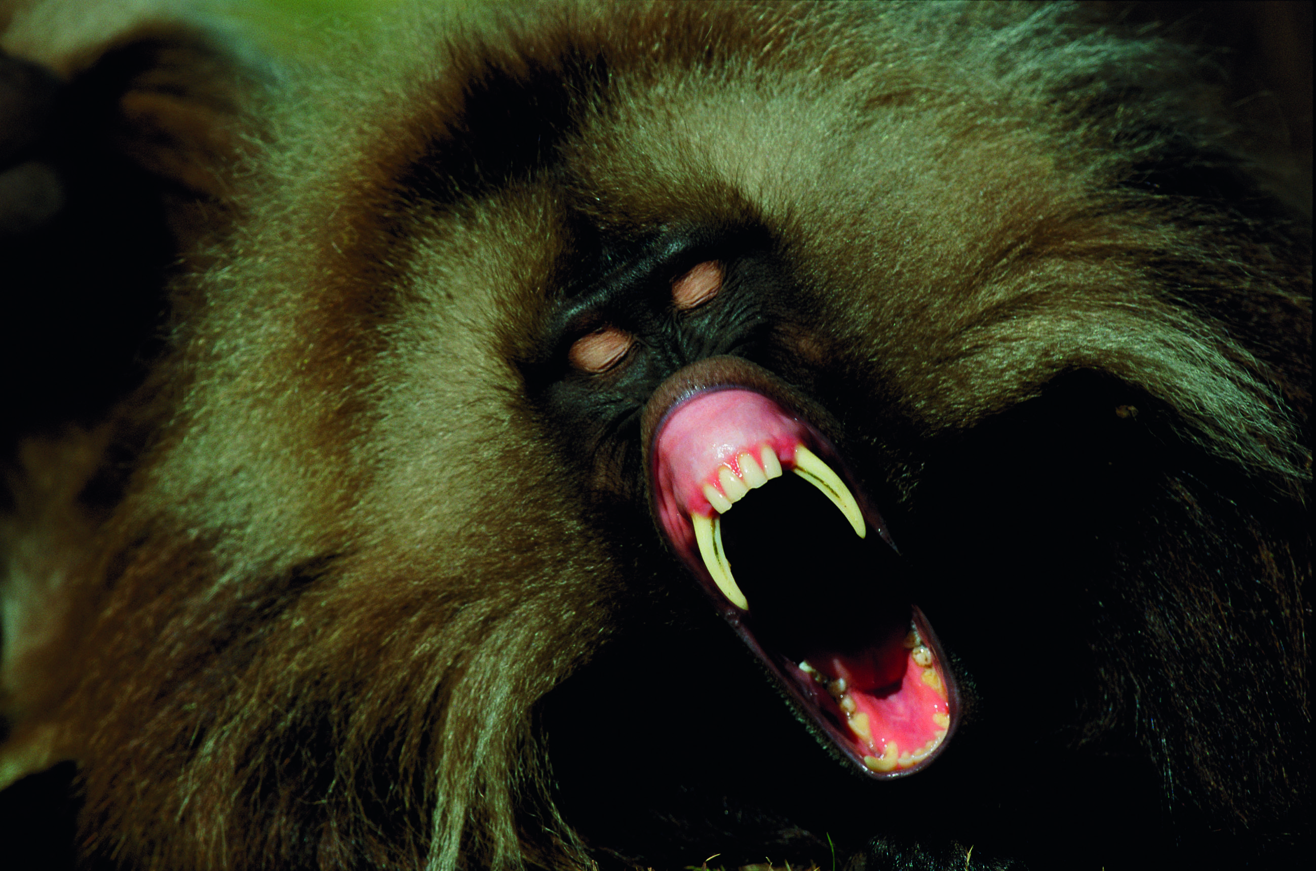 Michael Nichols
Parco nazionale del Semien, Etiopia | 2002
Il babbuino Gelada, che di solito si accontenta di mangiare l’erba delle praterie, ha comunque due canini decisamente pronunciati.