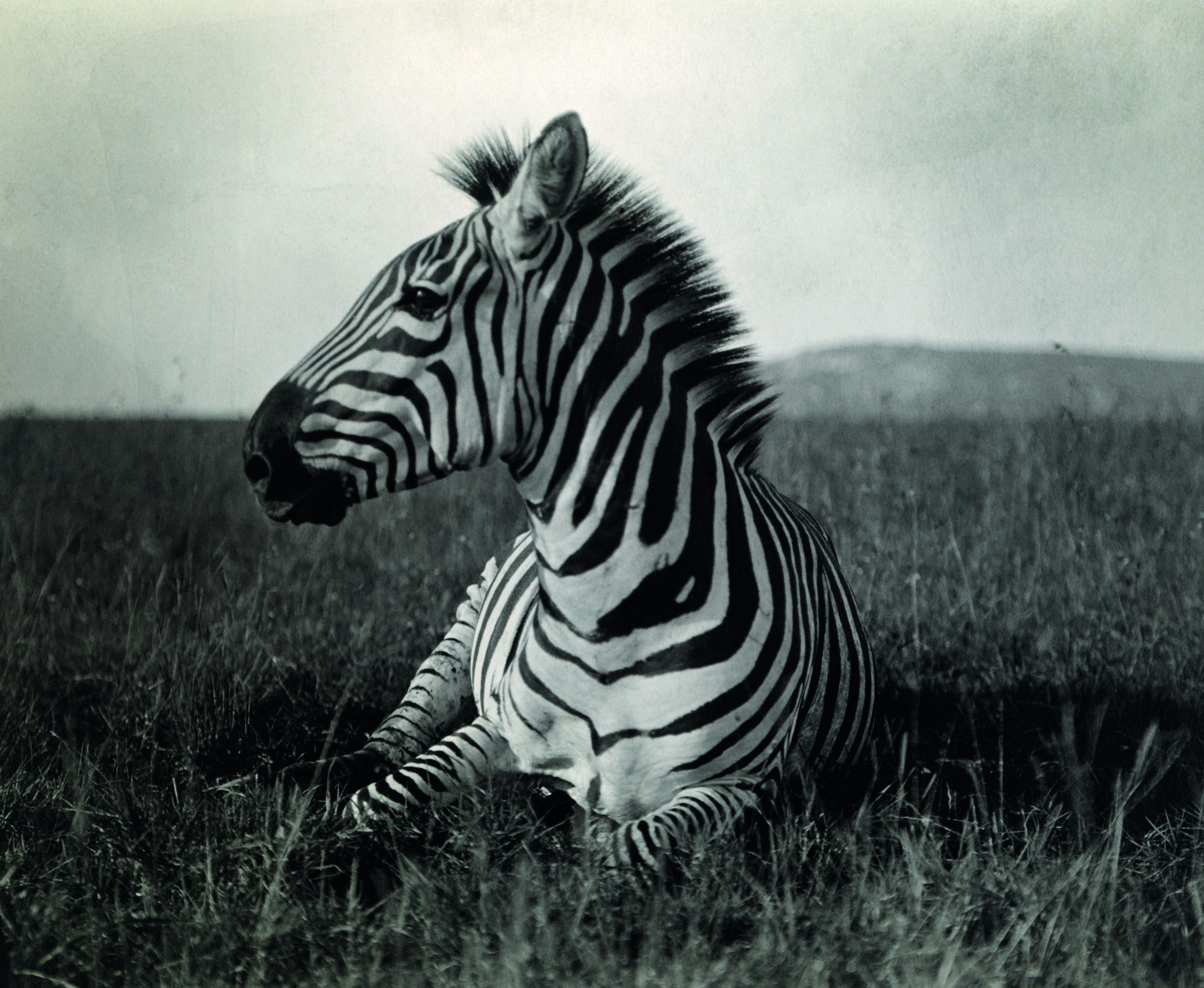 Carl E. Akeley
Kenya | 1910 Circa
Carl Akeley riuscì a cogliere questo primo piano straordinariamente dettagliato di una zebra di Burchell che riposava nelle pianure di Athi. 
