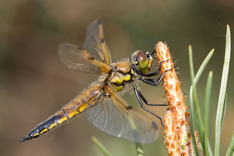 libellula