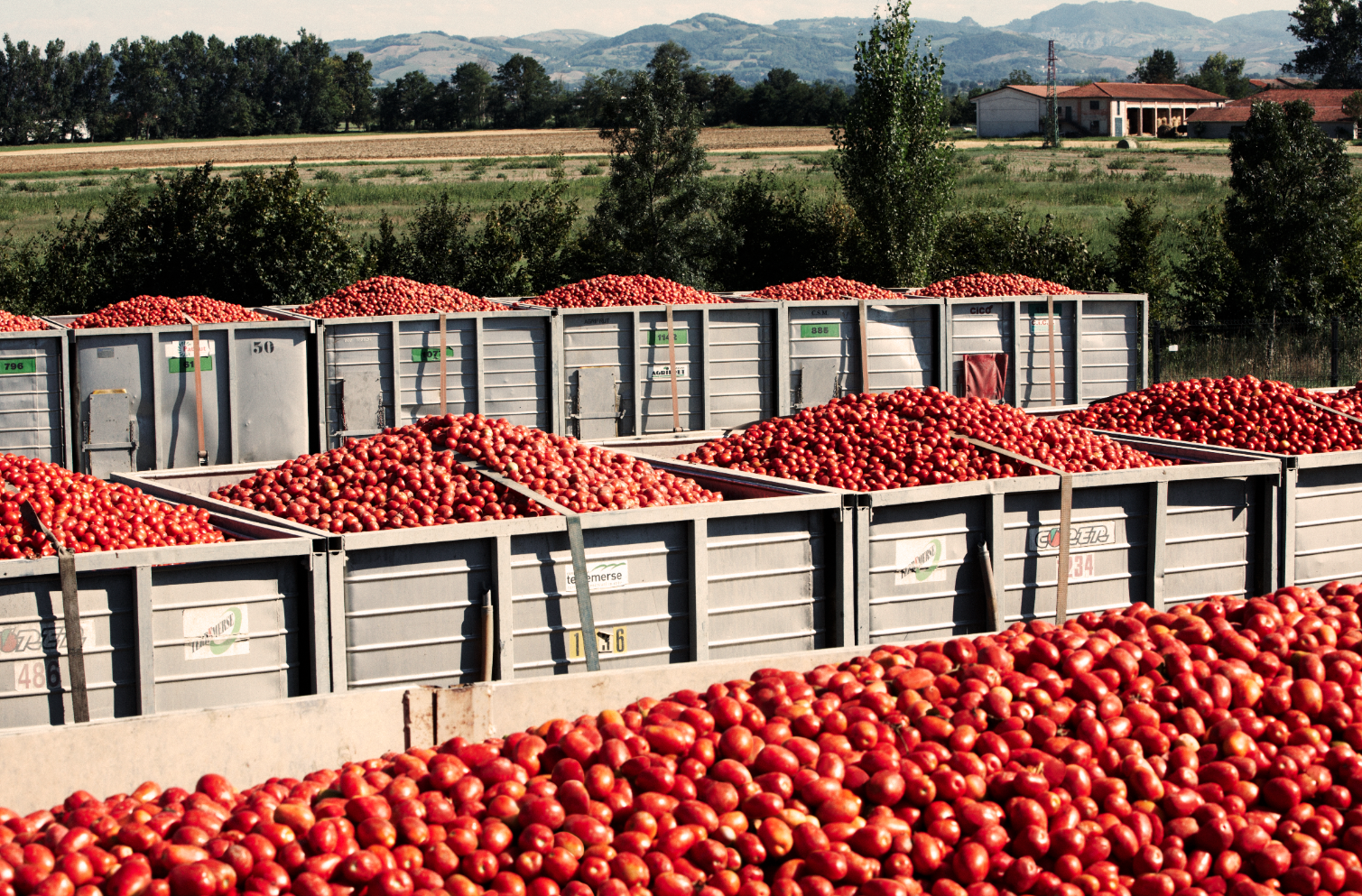 raccolta pomodori