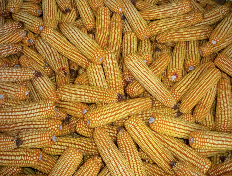 Il nostro mais è un mostro? La battaglia degli agricoltori Fidenato e Dalla Libera per liberalizzare gli Ogm