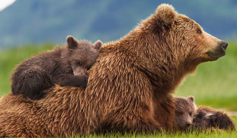 Guai a togliere mamma orsa ai suoi cuccioli. D’accordo. Ma perché coi figli dell’utero in affitto si può?