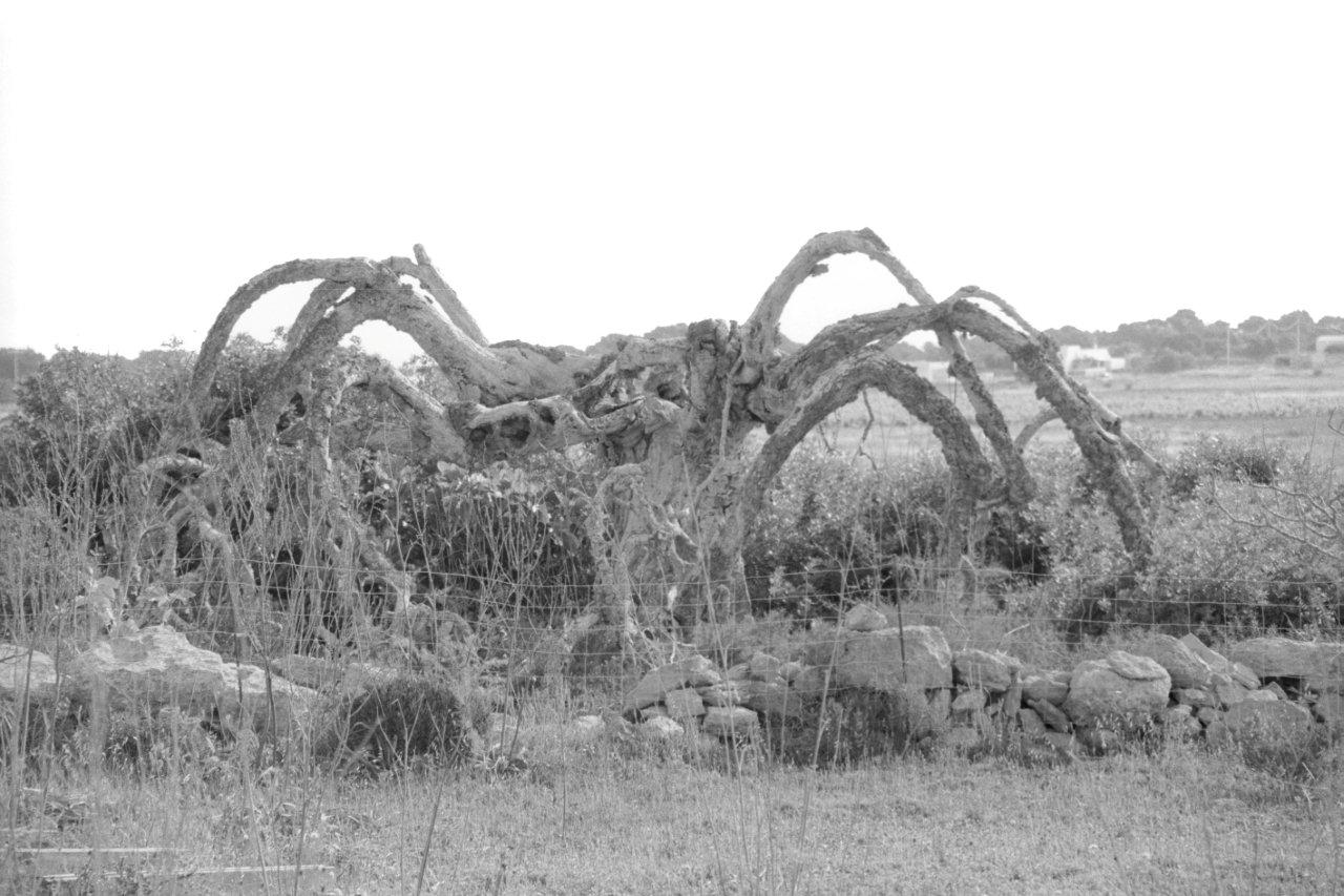 2 Aracnide