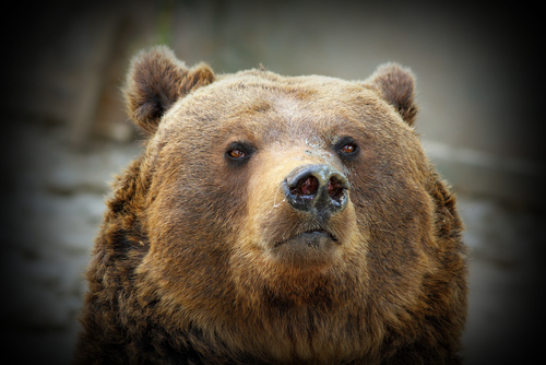 orso-shutterstock_271374242