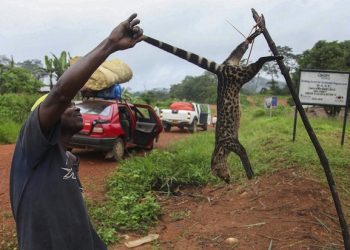 epa04448646 YEARENDER 2014 JULY
A Liberian man holding a civet being sold on a roadside as bush meat in Lofa County, Liberia 03 July 2014. Bush meat is one of  the major carriers of the Ebola virus.  EPA/AHMED JALLANZO