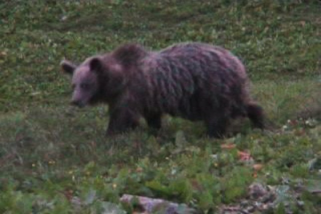 orso-trentino-ansa