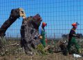 Workers cut down olive trees affected by the Xylella bacterium in Oria (Brindisi), in Puglia region, Italy, 13 April 2015. Italy on Monday chopped down the first olive tree affected by the Xylella bacterium in Puglia, where an epidemic has prompted France to declare an embargo on Puglia products at risk of infection from the deadly pathogen. The tree was cut down in an area far from environmental activists who had so far prevented any felling.
ANSA/ MAX FRIGIONE