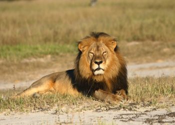 In this undated photo provided by the Wildlife Conservation Research Unit, Cecil the lion rests in Hwange National Park, in Hwange, Zimbabwe. Two Zimbabweans arrested for illegally hunting a lion appeared in court Wednesday, July 29, 2015. The head of Zimbabweís safari association said the killing was unethical and that it couldnít even be classified as a hunt, since the lion killed by an American dentist was lured into the kill zone. (Andy Loveridge/Wildlife Conservation Research Unit via AP)