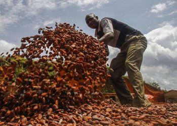 epa04795498 Farmers from Ivory Coast work with cacao beans at a farm in South West Ivory Coast, 12 June 2015. Cocao the main ingredient of chocolate is a highly profitable crop in West Africa. Ivory Coast leads the world in production and export of the cocoa beans supplying 33 percent of cocoa produced in the world. Recent allegations of child labour on Cocao planations in West Africa has tainted the industry posing questions over the ethics of West African farmers.  EPA/LEGNAN KOULA