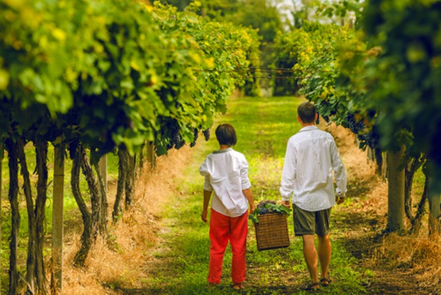 vendemmia-shutterstock_320746796