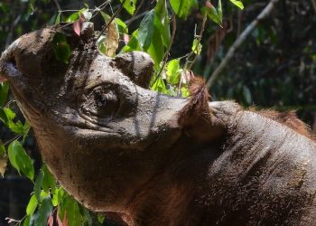 epa05011959 An eight-year-old Sumatran Rhino named 'Harapan' nibbles some leaves shortly after it was officially handed over to Indonesian authorities at the Sumatran Rhino Sanctuary in the Way Kambas National Park, Lampung province, Indonesia, 05 November 2015. The US-born endangered rhino was recently sent from the Cincinnati Zoo and Botanical Garden, in Cincinnati, Ohio, USA, on a mission to save its species from extinction.  EPA/STR