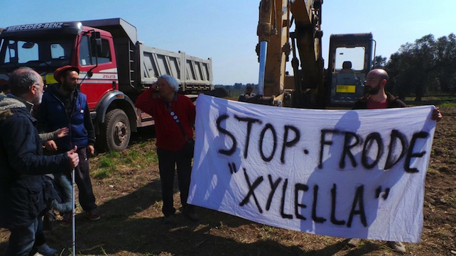 Xylella. Complottismo antiscientifico e «inchieste incredibili» dei giudici continuano a fare danni