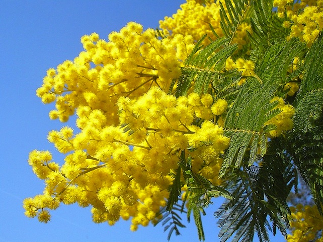 mimose