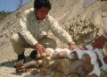 UXO Lao SEOD technition preparing UXO for destruction, 2007. Photo: Steffen Peter UXO Lao