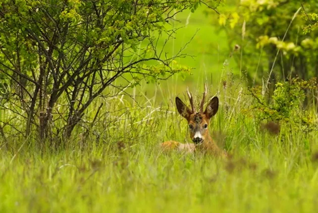 capriolo-shutterstock_427377910