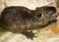 epa02726924 A nutria (myocastor coypus) nibbles vegetables at the zoo in Basel, Switzerland, 11 May 2011.  EPA/GEORGIOS KEFALAS