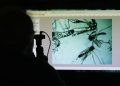 Evaristo Miqueli, a natural resources officer with Broward County Mosquito Control, looks through a microscope at Aedes aegypti mosquitoes, Tuesday, June 28, 2016, in Pembroke Pines, Fla. The mosquitoes were collected from a residential home during a routine inspection, as part of the county's mosquito control procedure. Health officials are concerned about the spread of the Zika virus in the U.S., which is spread by the Aedes aegypti mosquito. (ANSA/AP Photo/Lynne Sladky) [CopyrightNotice: Copyright 2016 The Associated Press. All rights reserved. This material may not be published, broadcast, rewritten or redistribu]