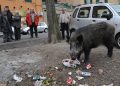 20090226 GENOVA -CRO- CINGHIALI IN CITTA'. Un grosso cingiale, chiamato Piero dagli abitanti di via Carso, a pochi minuti dal centro della città. Gli ungulati sono ormai abituati al contatto con l'uomo e circolano indisturbati tra le machine posteggiate in cerca di cibo.
-ANSA/LUCA ZENNARO-