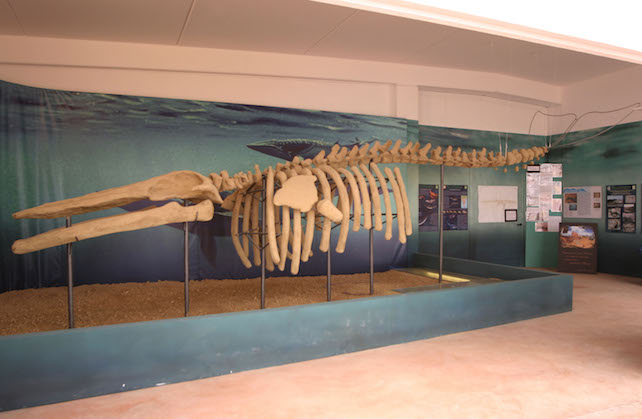 balena-monferrato
