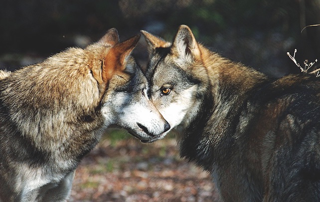 Perso dietro le orme del grande predatore