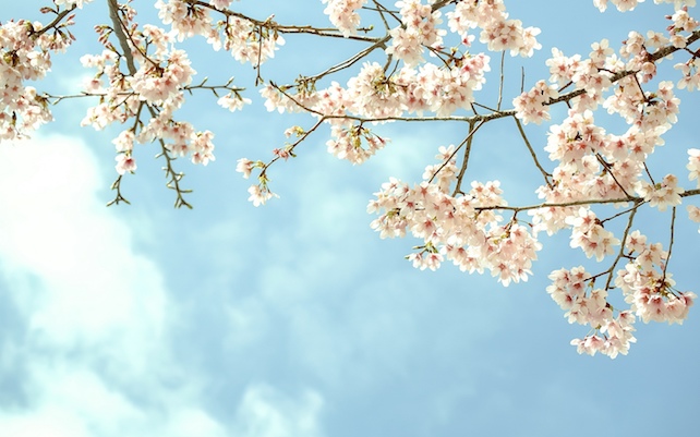 primavera