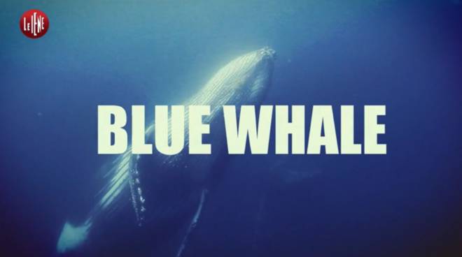 blue-whale-70259.660x368