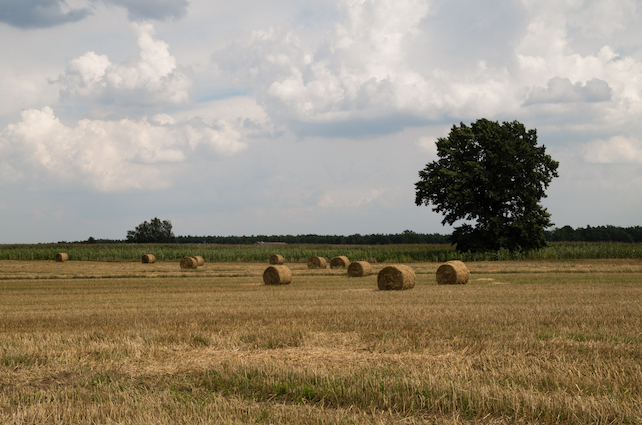 grano-shutterstock_691147918