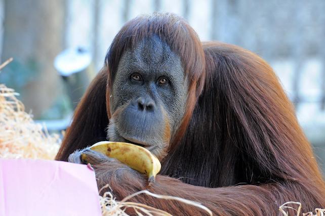 Orangutan birthday at Melbourne Zoo in Melbourne