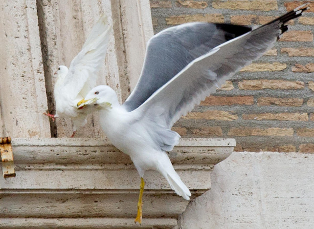 vaticano-colomba-gabbiano-ansa