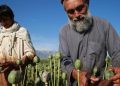 Un contadino estrae l'oppio in Afghanistan per i talebani