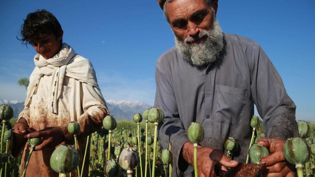 Un contadino estrae l'oppio in Afghanistan per i talebani