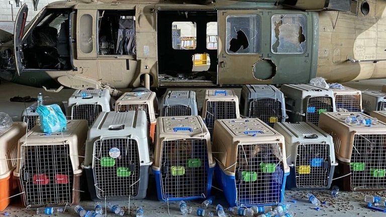 Afghanistan. Prima dei cani, gli Usa pensino a salvare i loro migliori amici