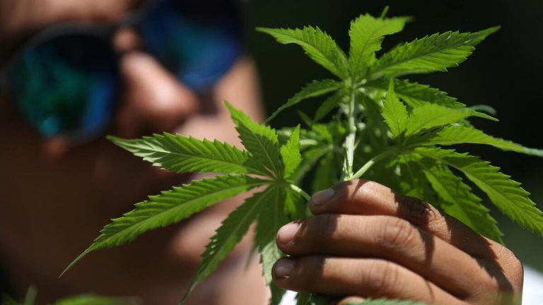 Quante balle nei cannoni di chi vuole legalizzare la cannabis