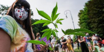 Distribuzione piantine di marijuana a Torino per campagna pro cannabis legale