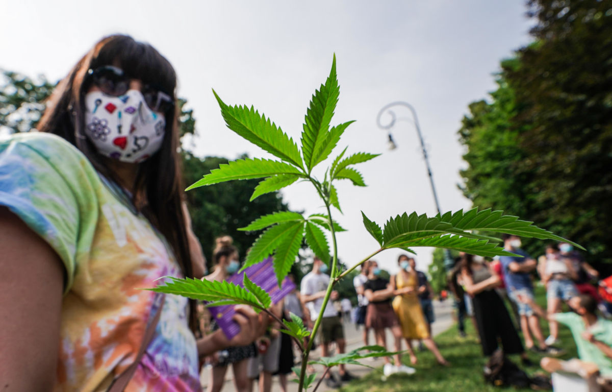 Distribuzione piantine di marijuana a Torino per campagna pro cannabis legale
