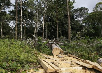 Deforestazione in Costa d'Avorio per la produzione di bioenergia