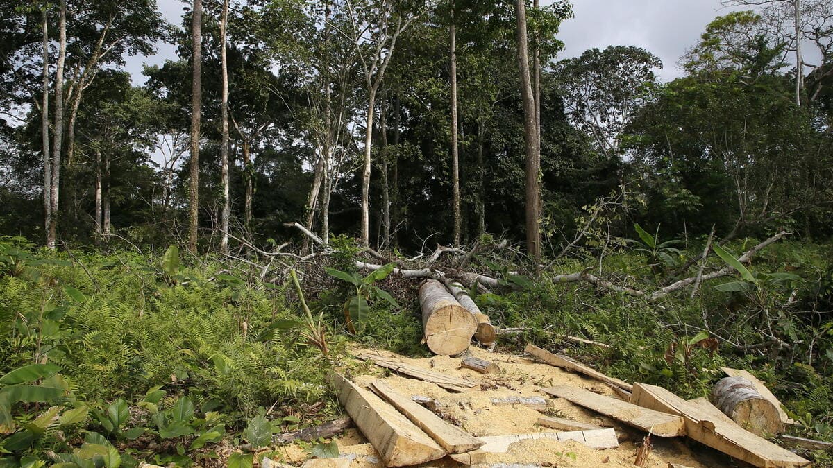 Deforestazione in Costa d'Avorio per la produzione di bioenergia