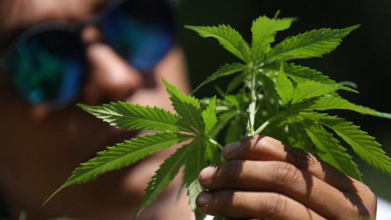 Fare la guerra alle patatine fritte e poi sdoganare la cannabis ricreativa?