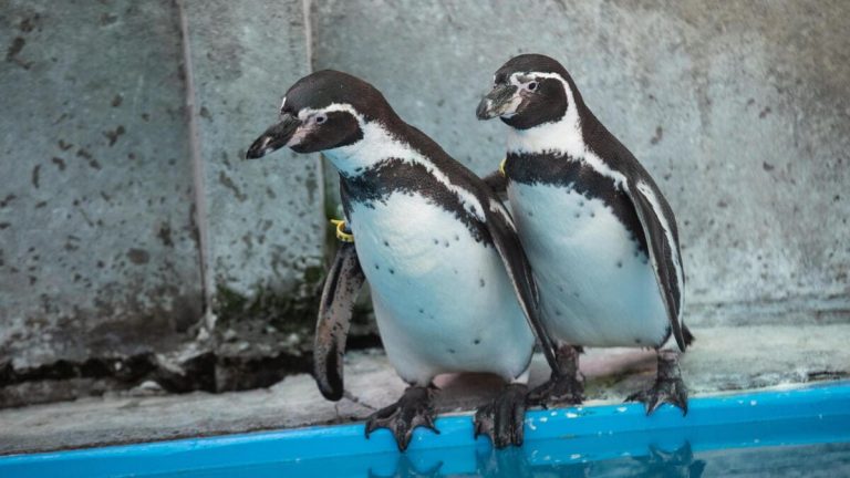 Ci sono due nuovi pinguini gay, e a noi tocca rispolverare la “Zoo parade”