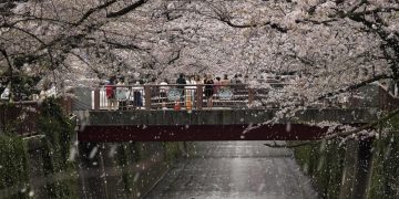 Tokyo ciliegi cambiamenti climatici