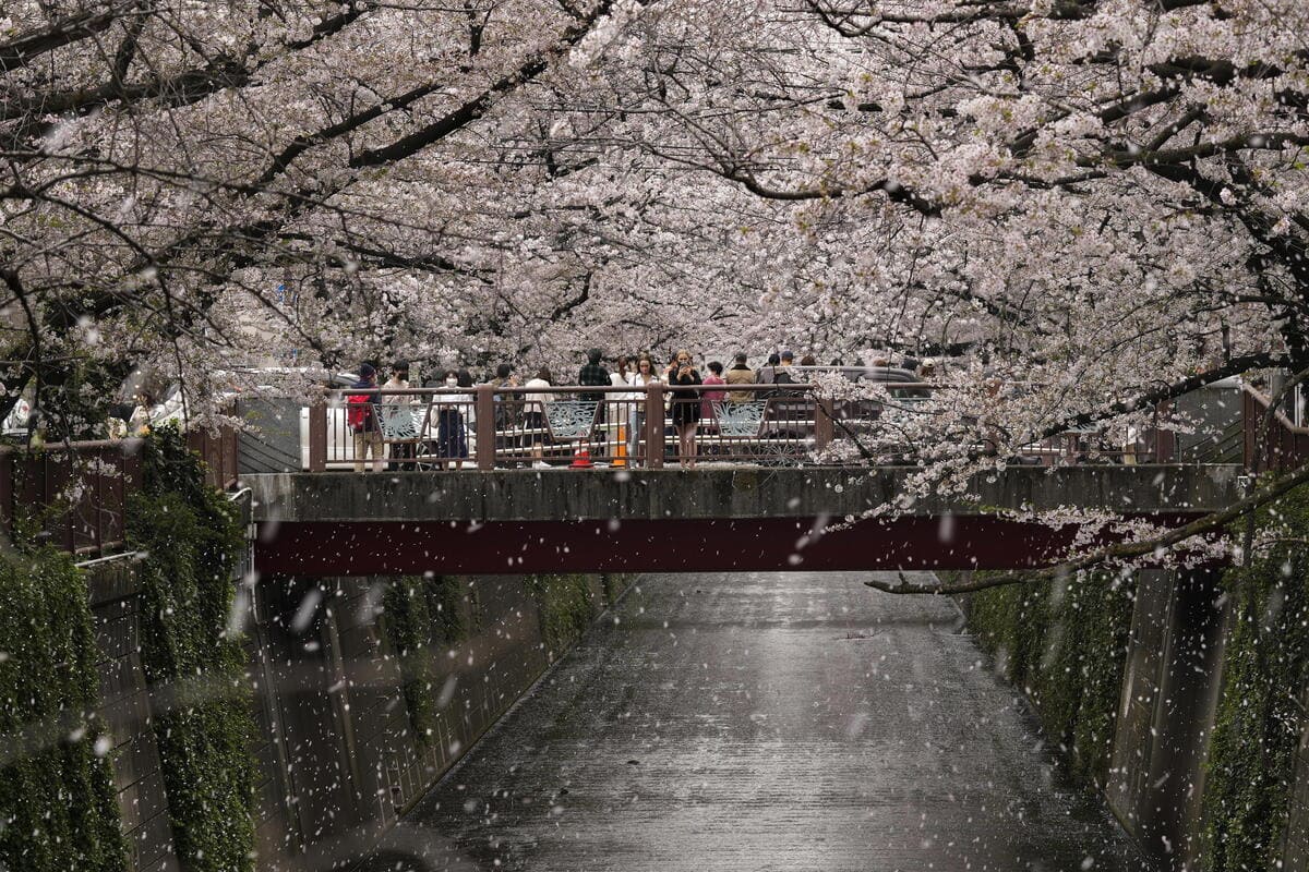 Tokyo ciliegi cambiamenti climatici