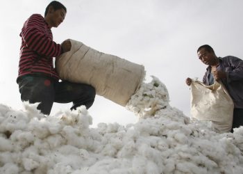 Braccianti in Cina nei campi di cotone dello Xinjiang