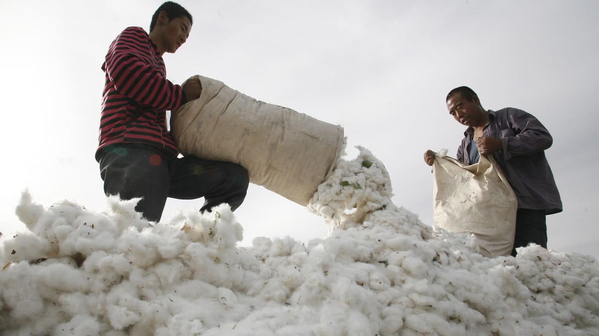 Braccianti in Cina nei campi di cotone dello Xinjiang