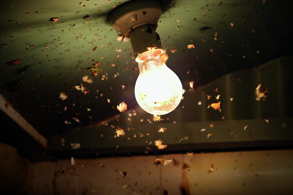Moths and insects flying around a light globe