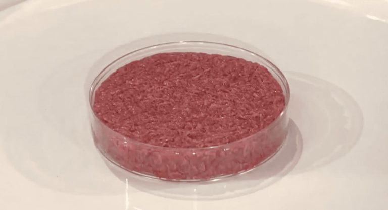 Cosa c’è che non va nella carne artificiale