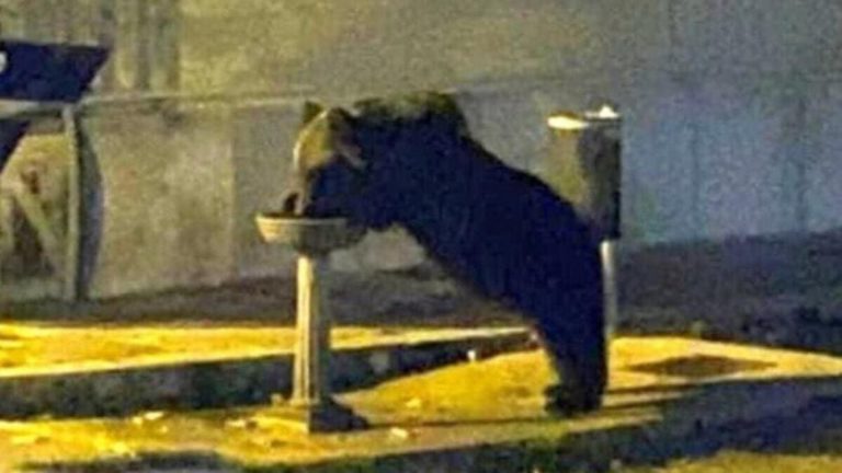 Bestiale sfoggio di pietas verso l’orso investito in Abruzzo