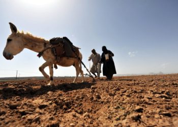 Agricoltori al lavoro sui campi in Yemen