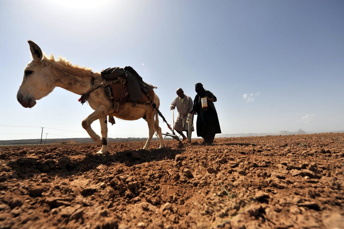 Agricoltori al lavoro sui campi in Yemen